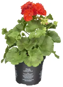 Geranium - afbeelding 7