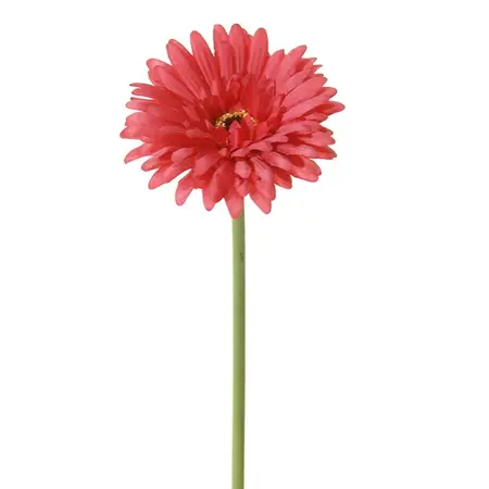 Gerbera roze