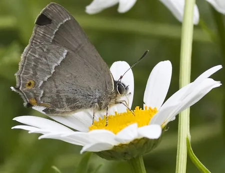 Gewone margriet - Leucanthemum vulgare