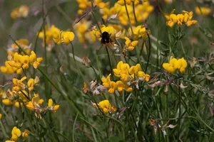 Gewone rolklaver - Lotus corniculatus var. corniculatus