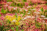 Groen Klimaatplein