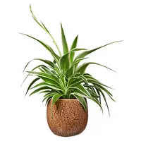 Groene kamerplanten
