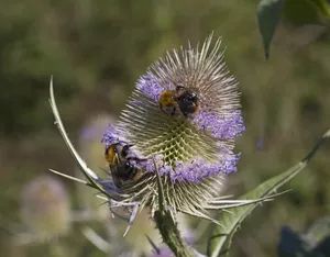 Grote kaardenbol - Dipsacus fullonum