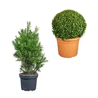Haagplanten en coniferen