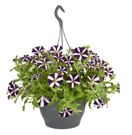 Hangplanten met zomerbloeiers