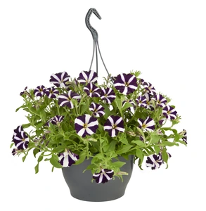 Hangplanten met zomerbloeiers