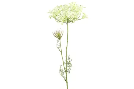 Heracleum sphondylium wit