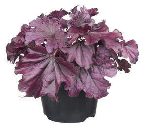 Heuchera - afbeelding 3