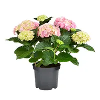 Hortensia