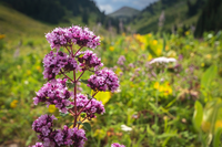 Inheemse planten