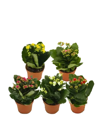 Kalanchoë - afbeelding 1