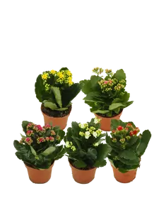 Kalanchoë