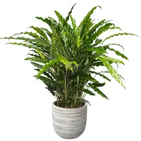 Kamerplanten