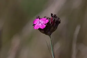 Kartuizer anjer - Dianthus carthusianorum