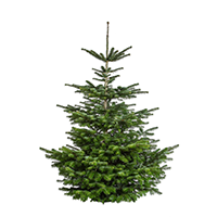 Kerstbomen