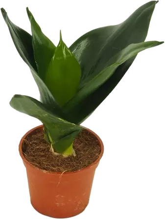 Mini sansevieria