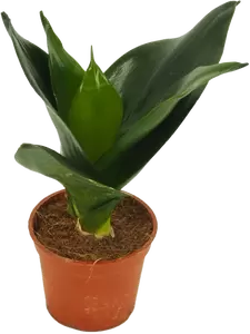 Mini sansevieria