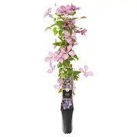 Klimplanten
