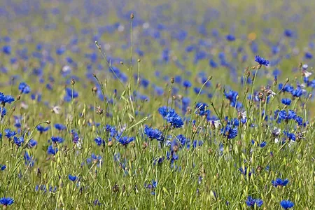 Korenbloem - Centaurea cyanus