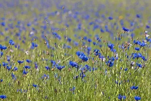 Korenbloem - Centaurea cyanus