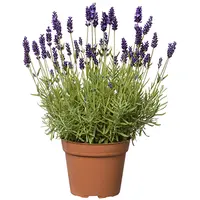Lavendel