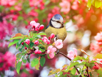 Lente