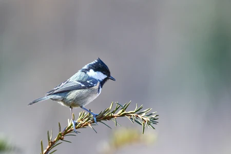 Vogels in je tuin