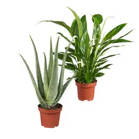 Luchtzuiverende kamerplanten