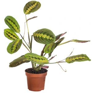 Maranta leuconeura ‘Fascinator Tricolor’