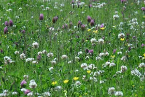 Nectar onder het maaimes - afbeelding 1