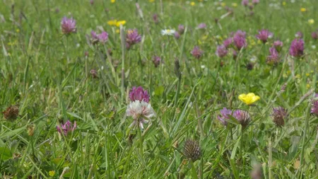 Nectar onder het maaimes - afbeelding 2