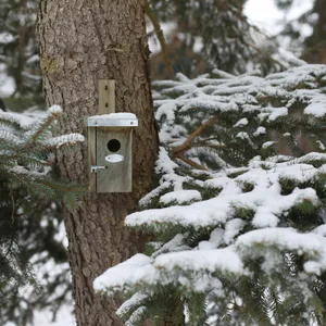 Nestkast Winterkoning - afbeelding 5