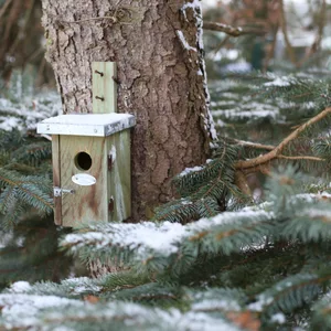 Nestkast Winterkoning - afbeelding 6