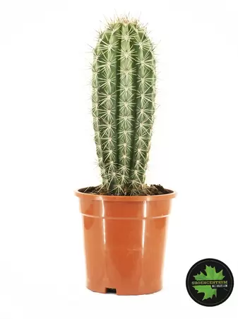 Pachycereus (cactus)