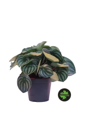 Peperomia argyreia