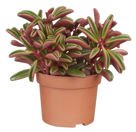 Peperomia graveolens