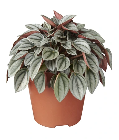 Peperomia 'Napoli Night'