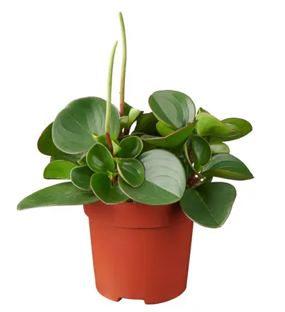 Peperomia obtipan