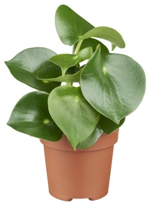 Peperomia polybotrya 'Raindrop'