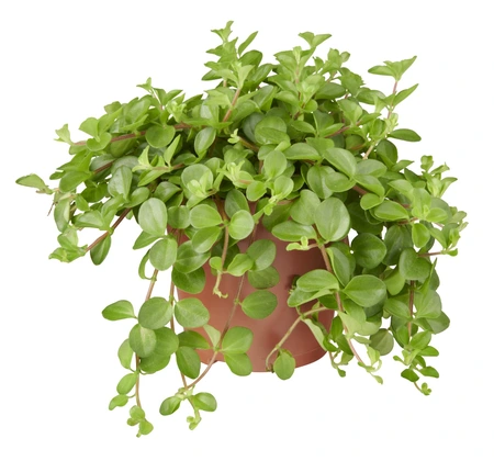 Peperomia Rotundifolia