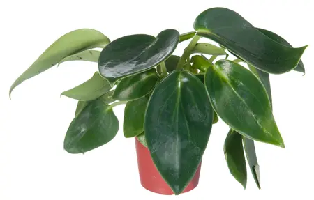 Peperomia 'Smaragd'