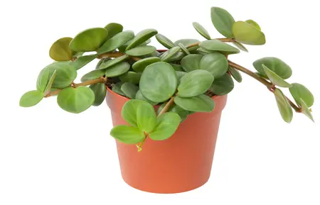 Peperomia tetraphylla 'Hope'