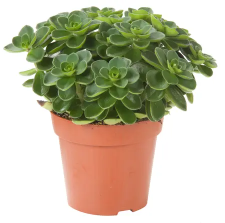 Peperomia verticillata