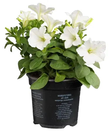 Petunia - afbeelding 6