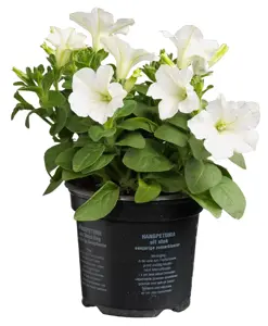 Petunia - afbeelding 6