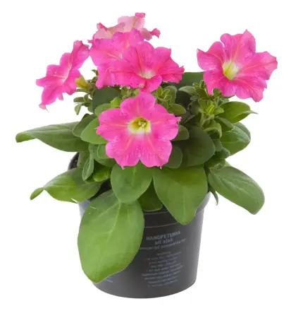 Petunia - afbeelding 5