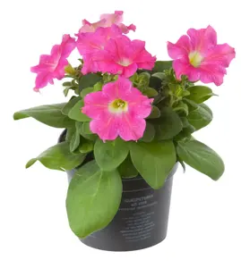 Petunia - afbeelding 5
