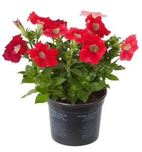 Petunia - afbeelding 6