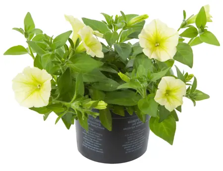 Petunia - afbeelding 4