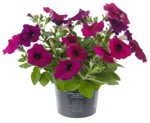 Petunia - afbeelding 2
